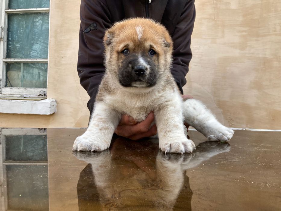 Щенок Алабая ( чистокровный ) Супер гигант