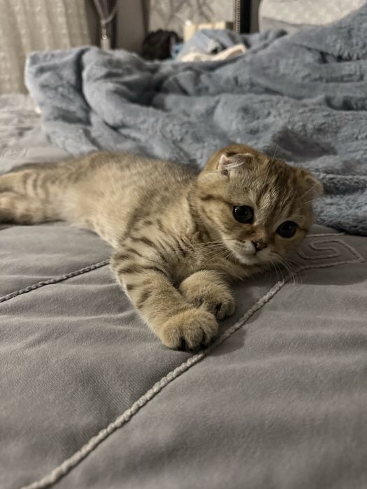 Скотиш фолд  вислаухие