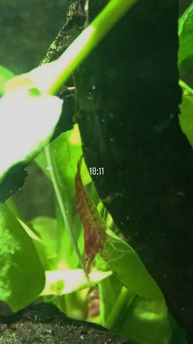 Creveți,moly balon,gupy