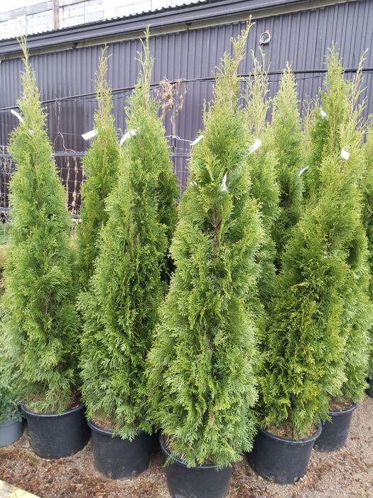 Продам хвойные саженцы