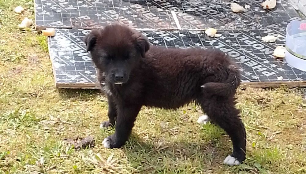 Каракачанка  куче