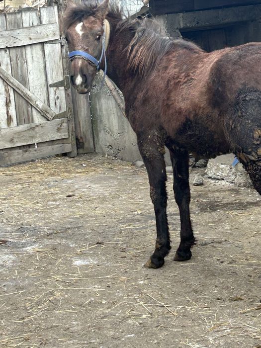 Vand manz de opt luni