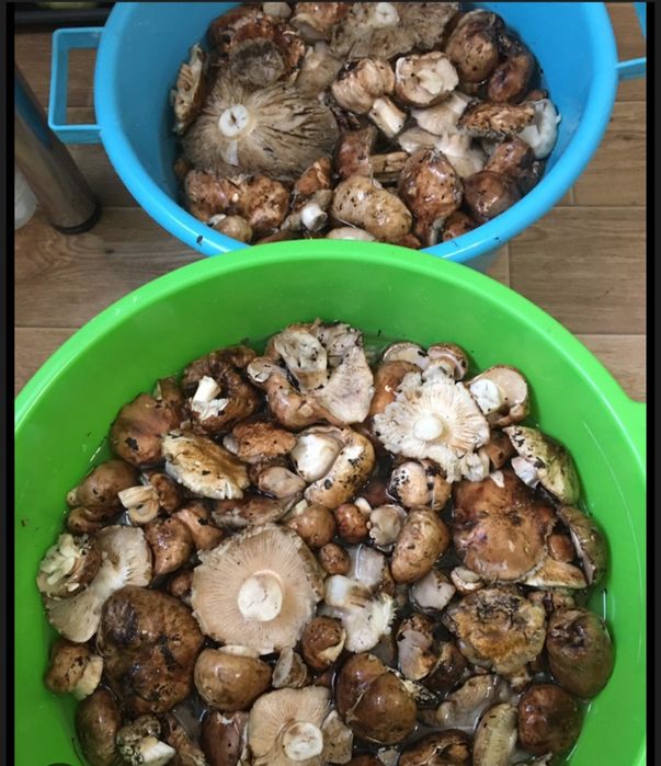 Соленые грибы Валуи