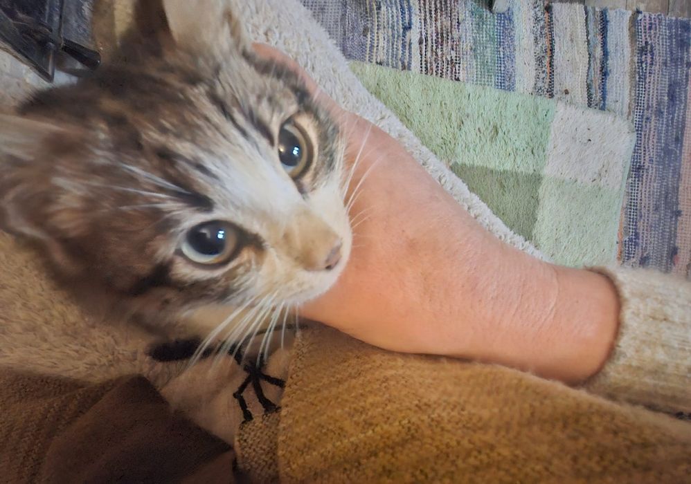 Donez  Pisicuta  4-5luni