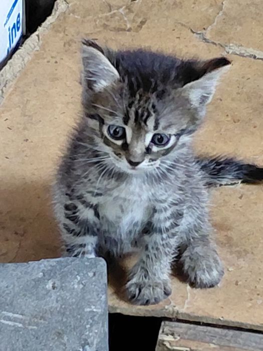 Отдам котя в добрые руки