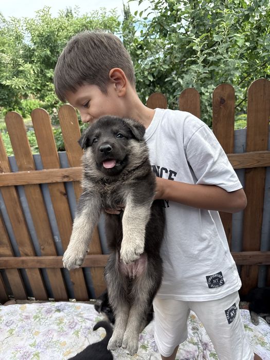 Продажа щенки Восточно европейская овчарка