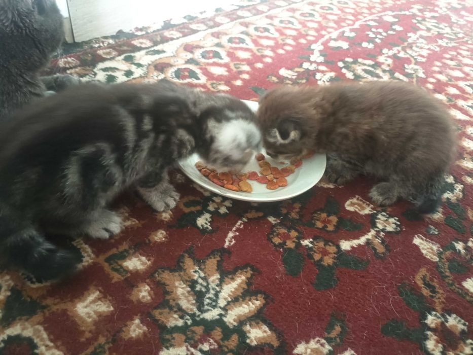 Продаются котята 300.000