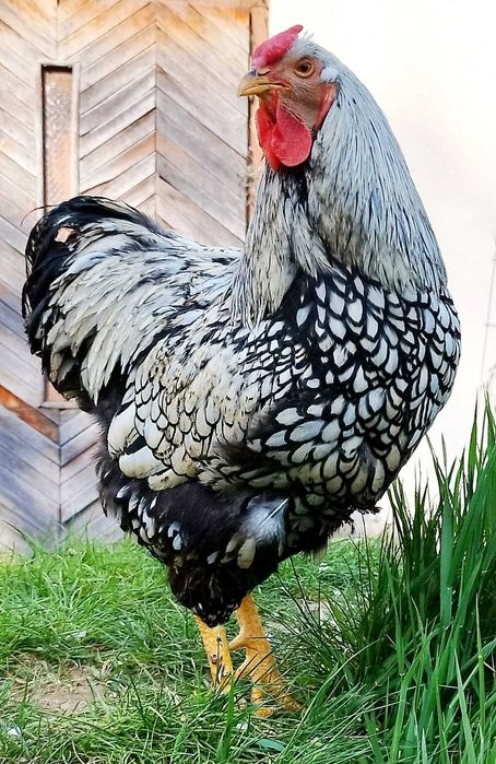 Cocos Wyandotte Argintiu