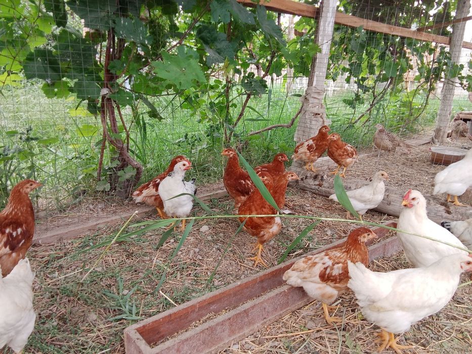 Балапандар пародалы