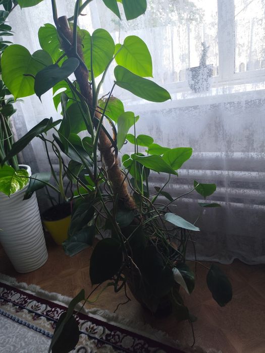 Продается монстера