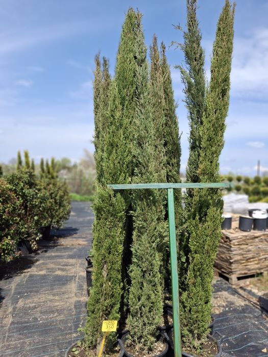 Deținem o gama larga de plante ornamentale