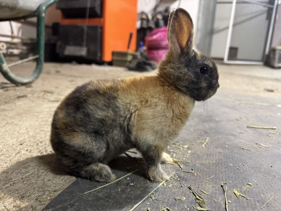 Rex pitic - iepuri de companie