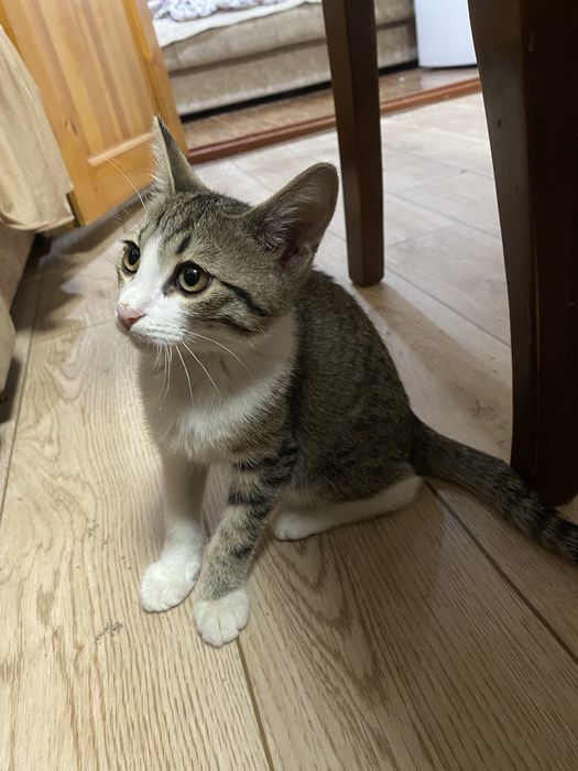 Отдам котенка в добрые руки