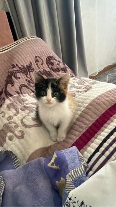 Бесплатно Котенок