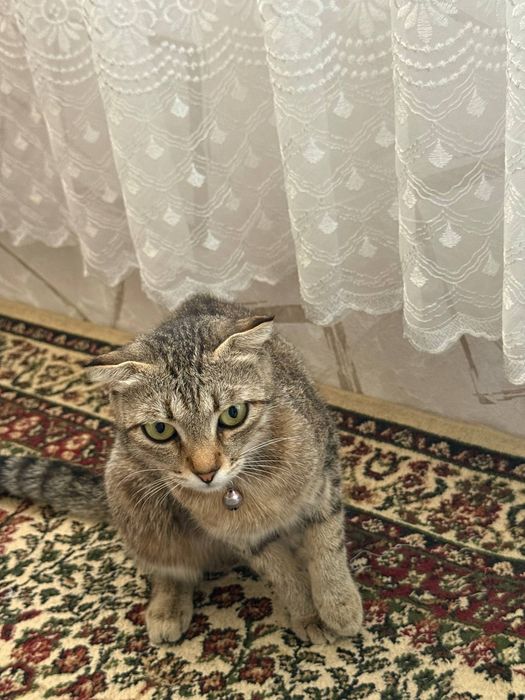Кошка скоттш фолд