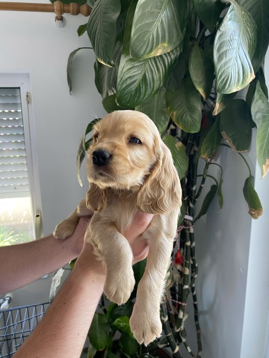 Cocker Spaniel fetita
