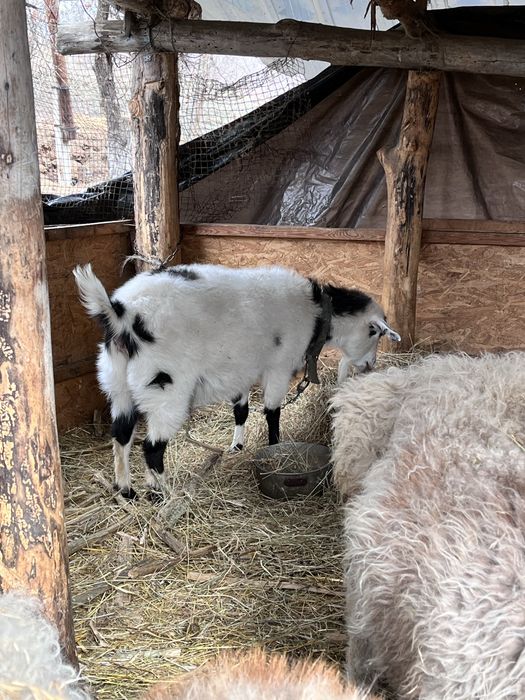 продам баранов и козу