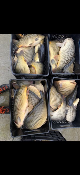 Шаран жива риба за спортен риболов или консумация