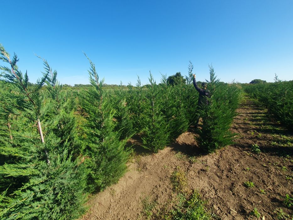 Leylandii 2.5m - 3m, la balot sau ghiveci, calitate premium!