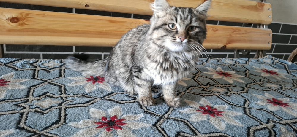 Mushuk Maine Coon  zotidan