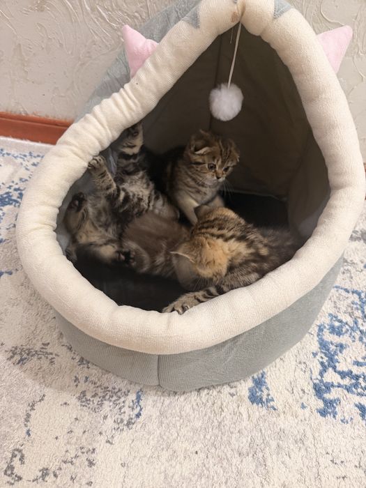 Шотладские котята