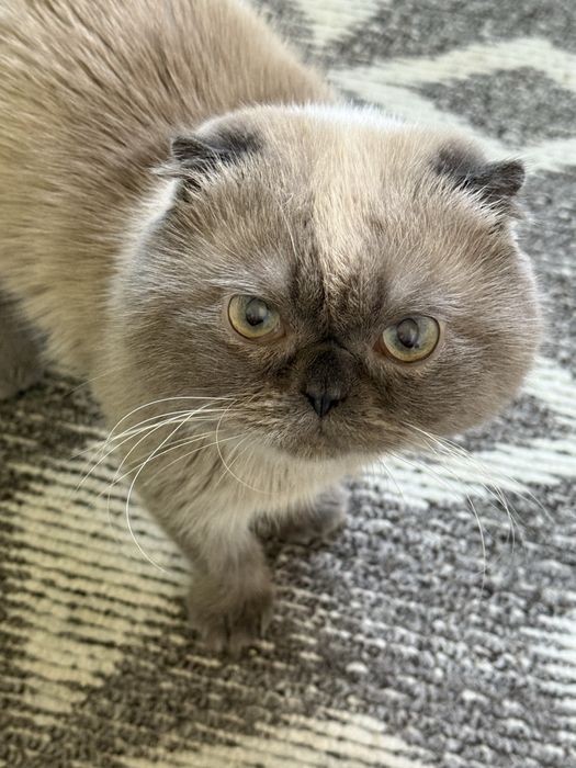 Скоттиш фолд шатландец