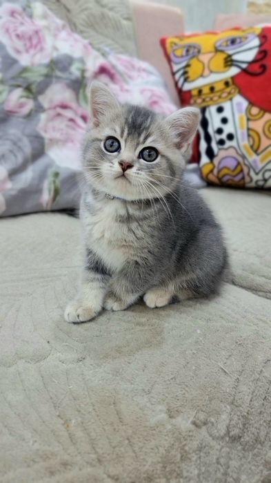 Шотландский котик скоттиш страйт.