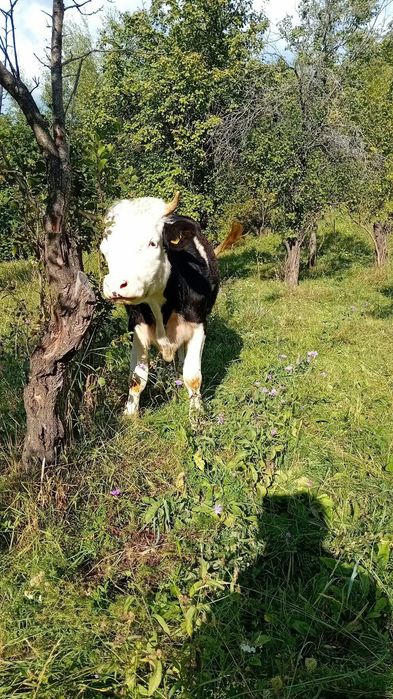 Vitea de vănzare