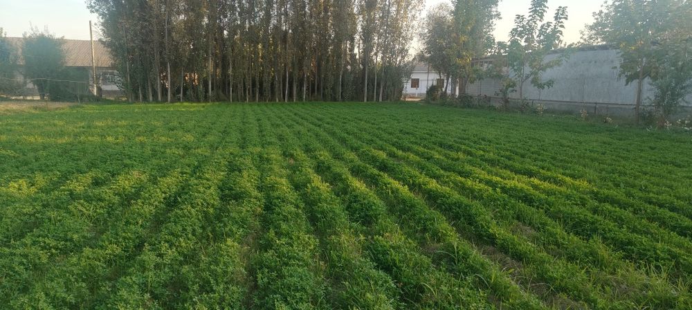 Yer ucastka sotiladi!