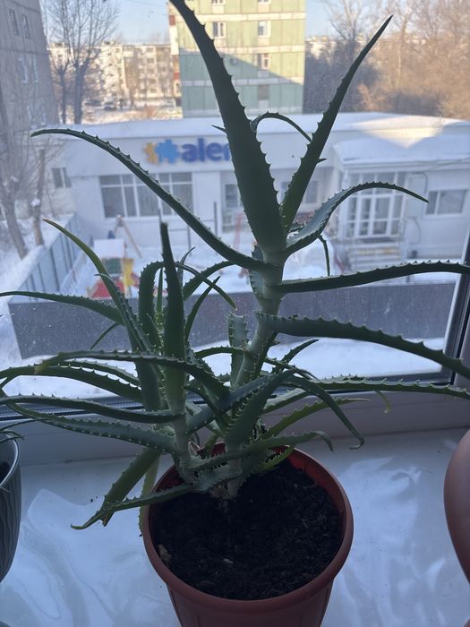 Алоэ лечебный 4000