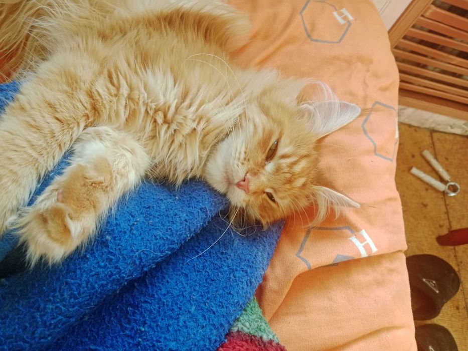 Кошка Мейн Кун 2 года