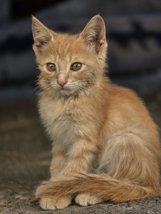 Отдам котят в хорошие руки