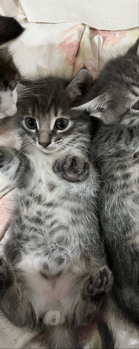 отдам котяту в добрые руки