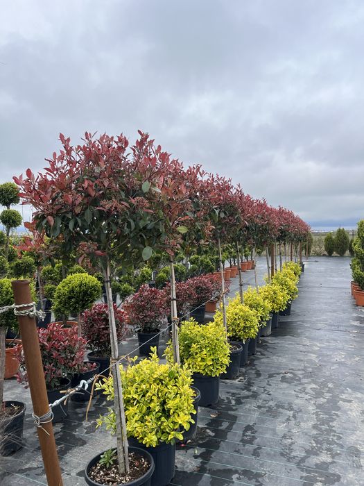 Vand plante ornamentale