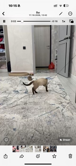Бесплатно два кота