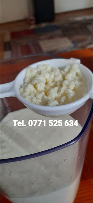 Ciuperca chefir, bacterie probiotica kefir