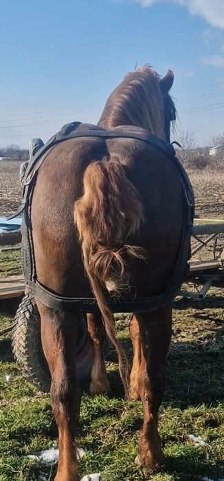 Vand cal armasar varsta 4 ani