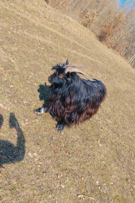 Vatui păros disponibil