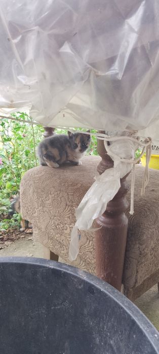 Малки котета 2 броя