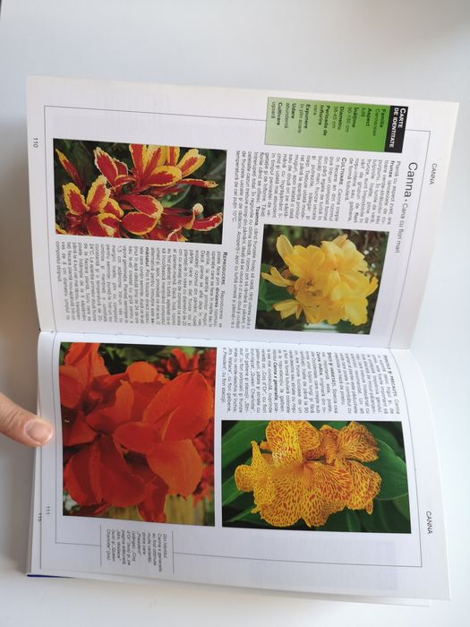 Plante de balcon si gradina, ghid complet