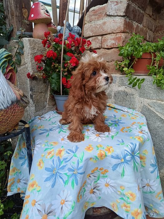 Кавапу Cavapoo..