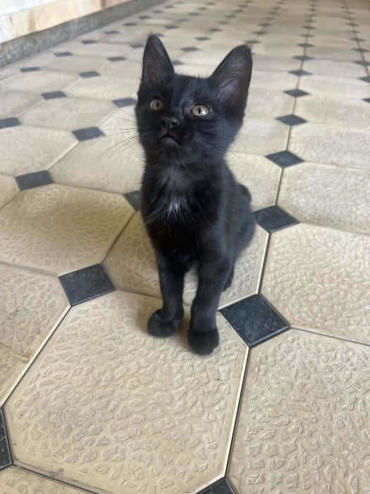Отдам котят в хорошие руки