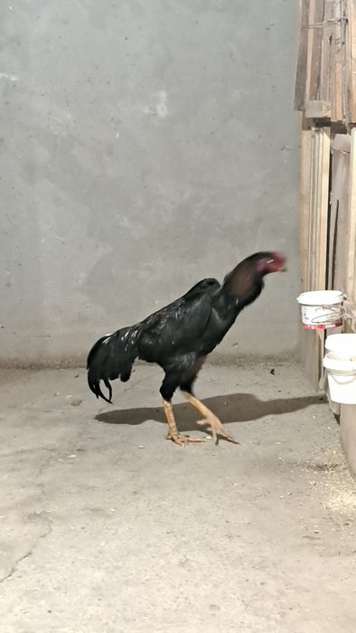 Бойцовый петух дакан