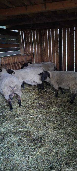 Oi Suffolk de vanzare