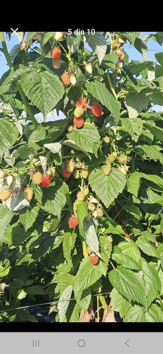 Vind butasi zmeura marvila