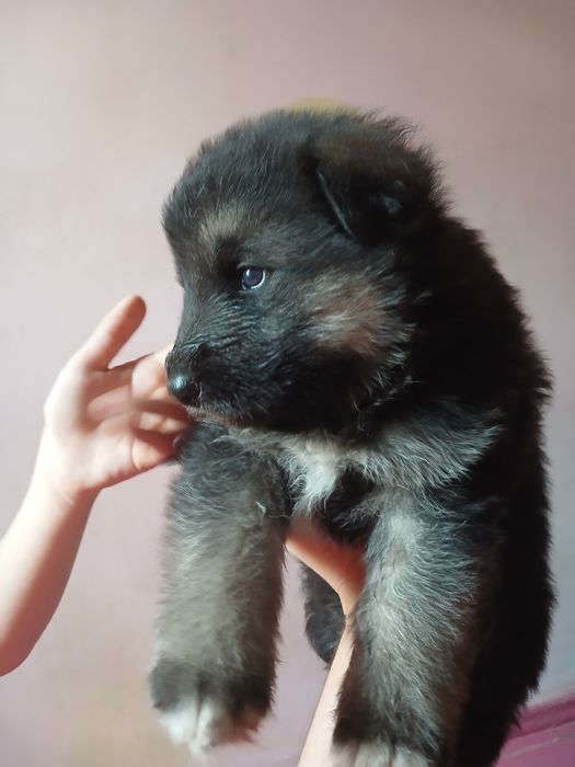 Ценок немецкая овчарка 1 месяц готов на продажу 150$