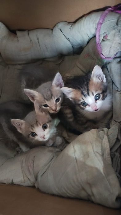 Отдам котят крысоловы
