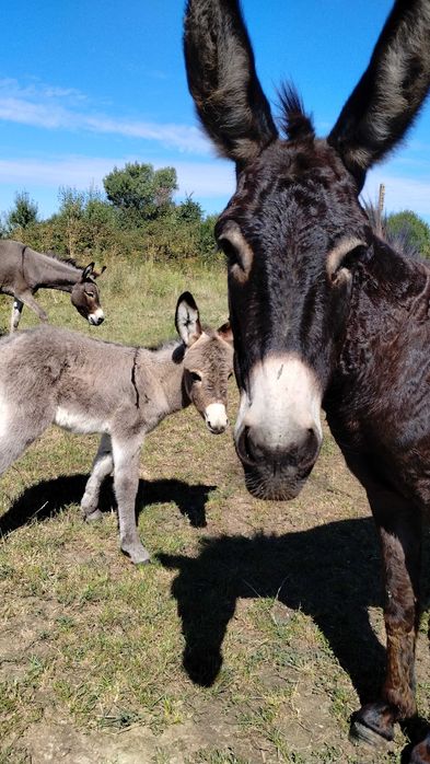 Lapte de măgăriță