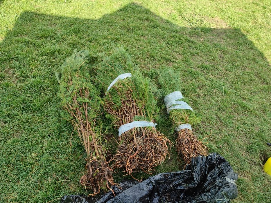 Avem la vanzare puieti de pin