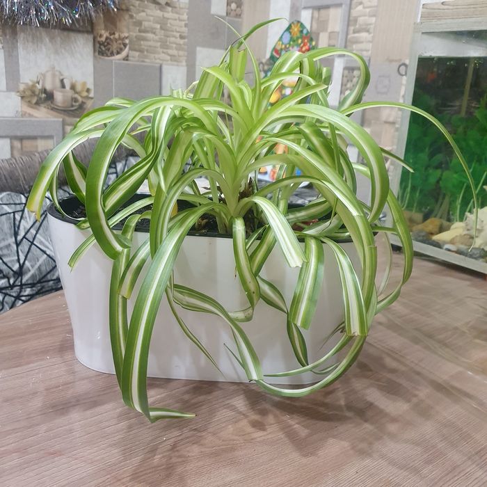 Продам цветок хлорофитум